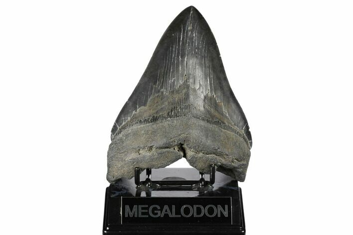 Fossil Megalodon Tooth - South Carolina #168317